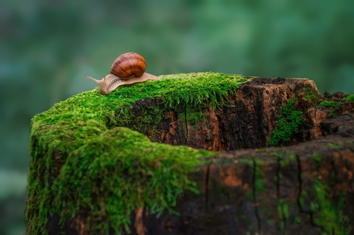 Snail on a moss-covered stump