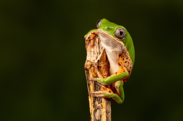 Green tree frog clinging to a branch