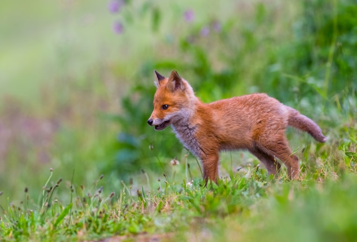 Baby Fox in Green Grass