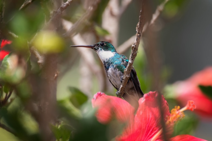 Hummingbird perched on a branch near red flowers