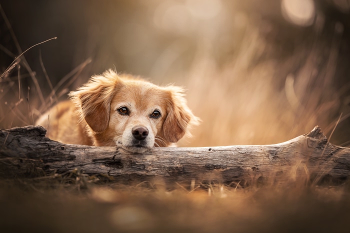 Golden dog resting on a log