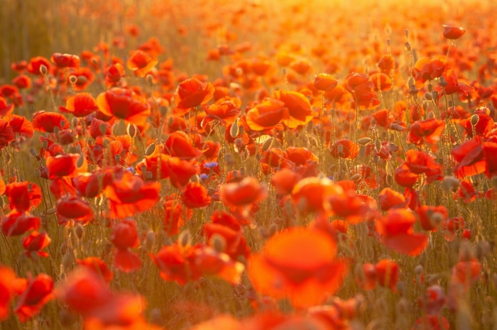 Field of Red Poppies in Golden Sunlight