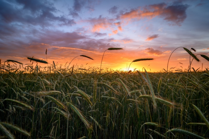 Wheat field at sunrise