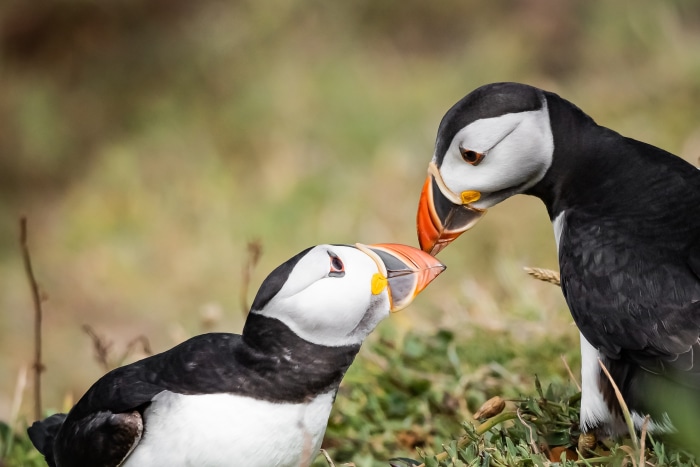 Two Puffins Nuzzling Beaks