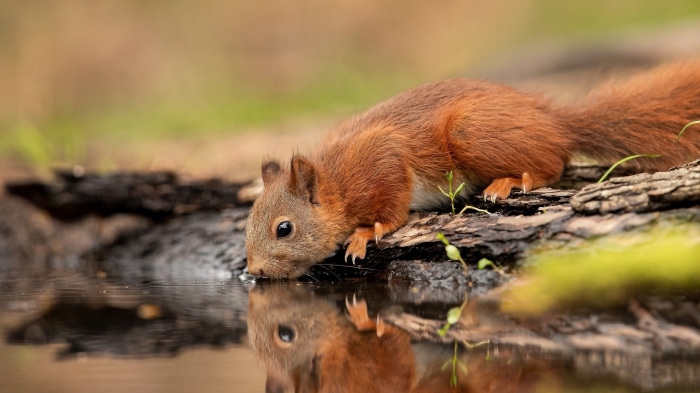 Red squirrel drinking water with reflection