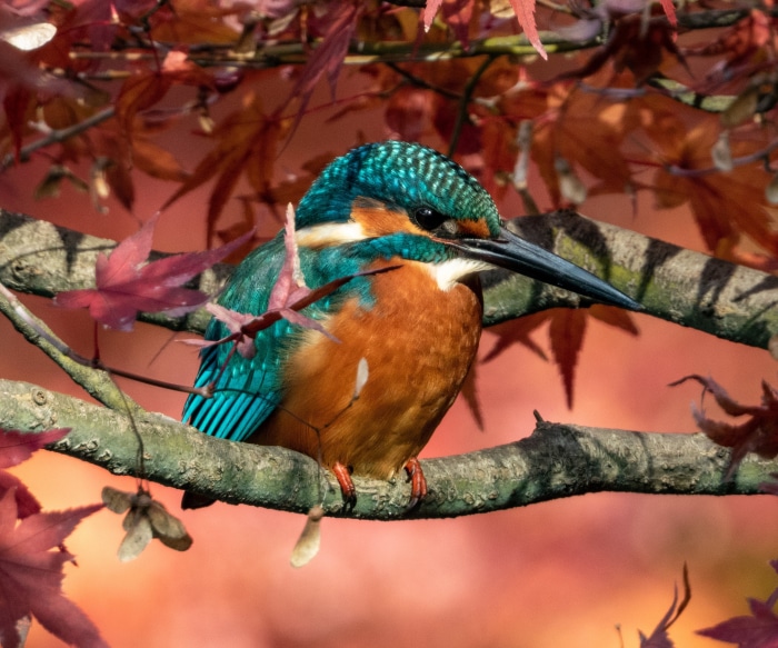 Common Kingfisher perched on a branch with autumn leaves