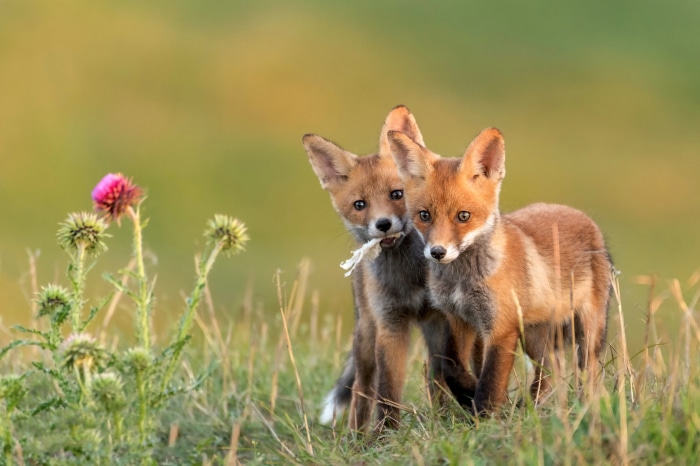 Two baby foxes in a field with a thistle flower