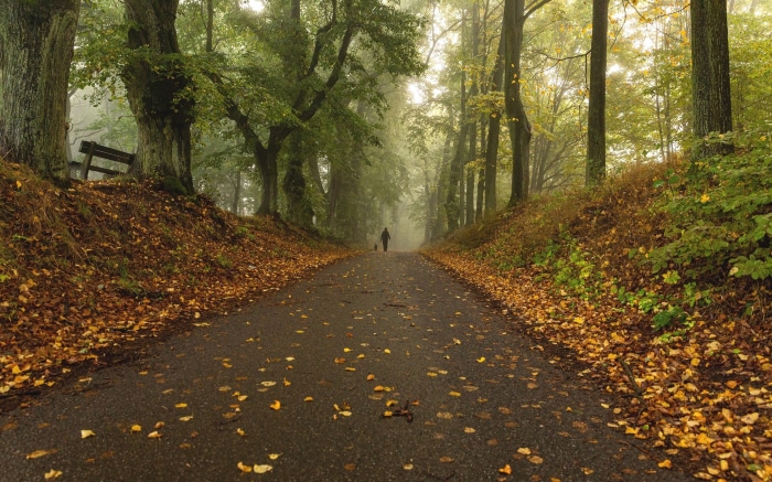 Person walking a dog on a foggy forest road in autumn
