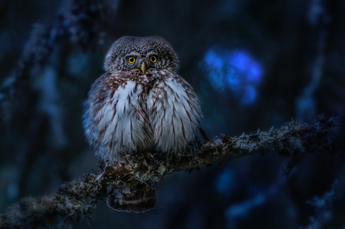 Small owl with yellow eyes on a branch