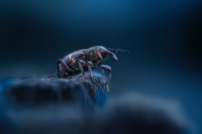 Weevil beetle on a wooden surface, macro photography
