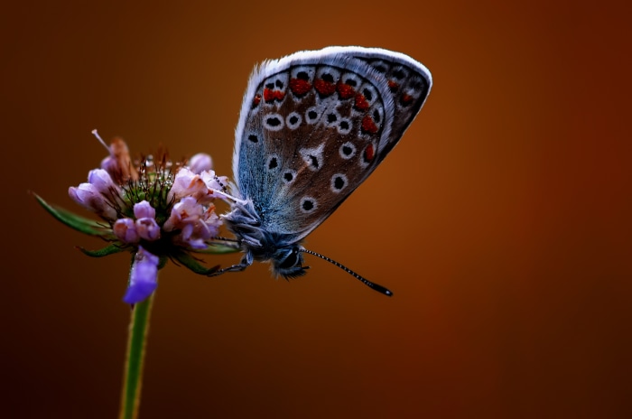 Close-up of a butterfly on a flower