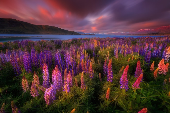 Field of Lupines in New Zealand at Sunset
