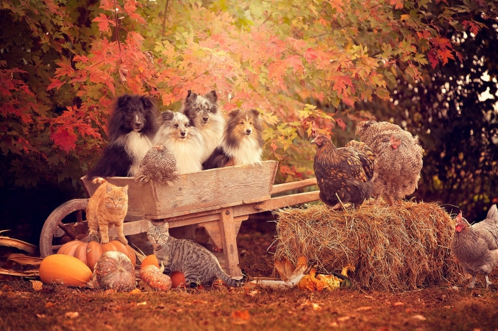 Dogs, cats, and chickens in a fall setting