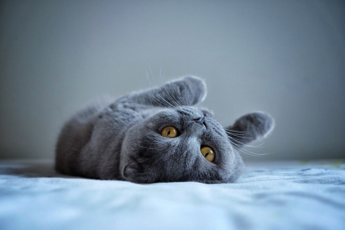 British Shorthair cat lying on its back
