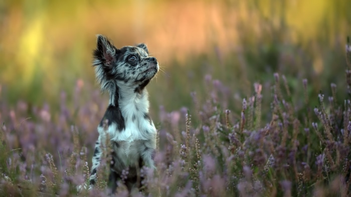 Merle Chihuahua dog sitting in a field of heather