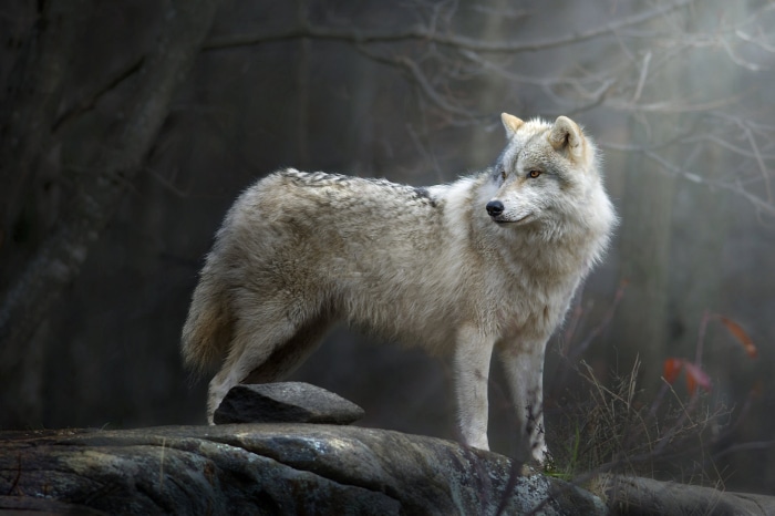 Wolf standing on rocks in a forest