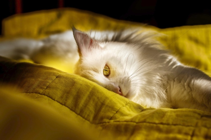 White cat with yellow eyes on a yellow blanket