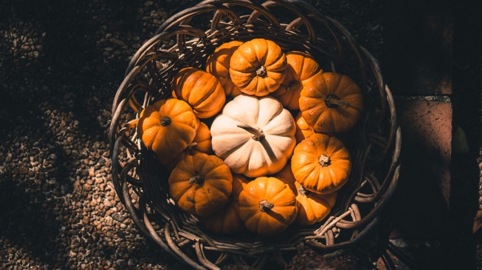Basket of pumpkins with one white pumpkin