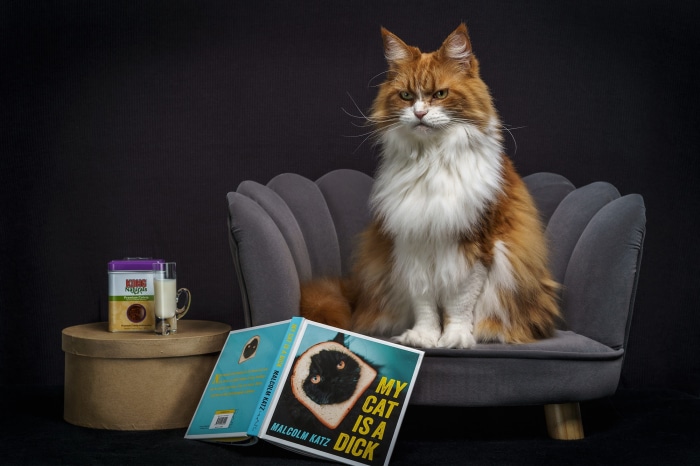 Maine Coon cat sitting on a chair with a book