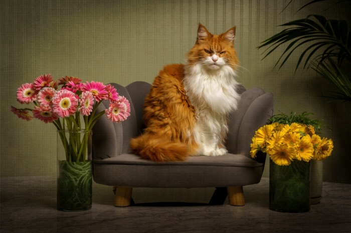 Orange and white cat sitting on a chair with flowers