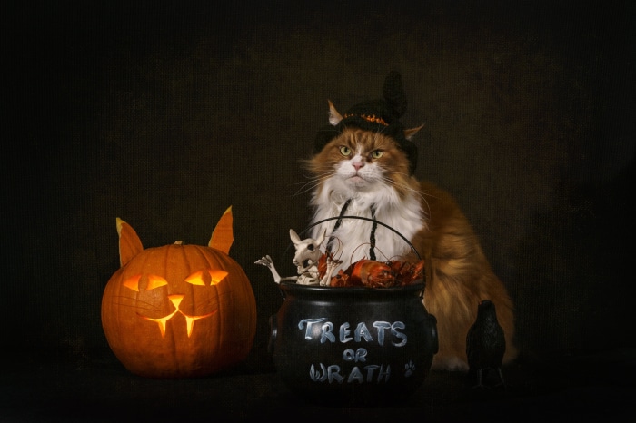Cat in witch hat with Jack-O-Lantern and cauldron