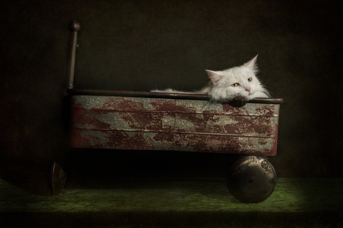 White cat in a red wagon