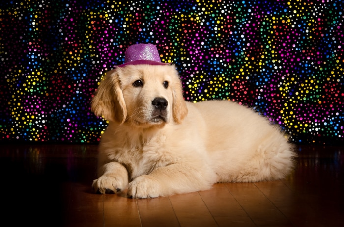 Golden Retriever puppy wearing a party hat