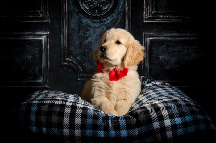 Golden Retriever puppy wearing a red bow tie