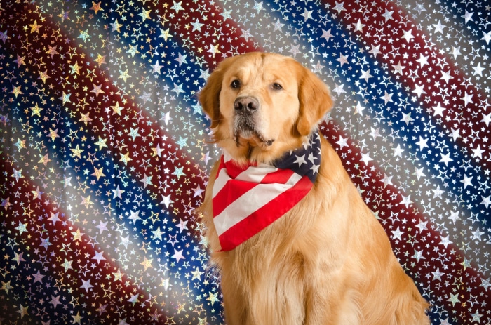 Golden Retriever wearing an American flag bandana