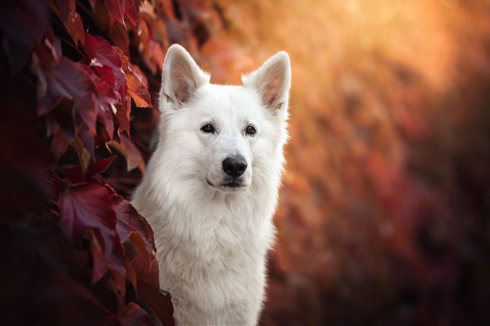 White Swiss Shepherd Dog in Autumn Leaves