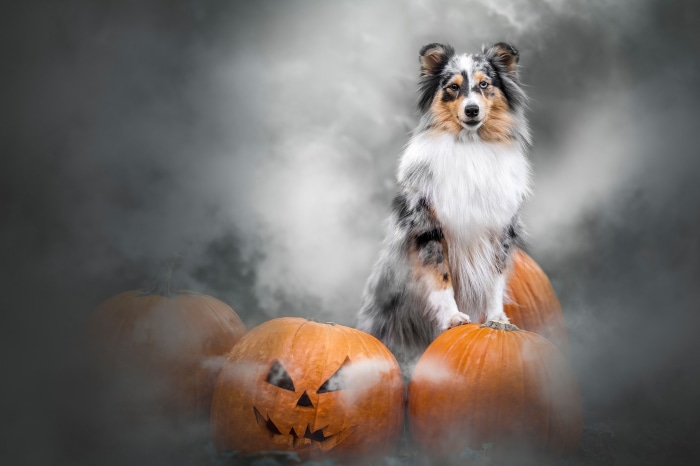 Shetland Sheepdog sitting on pumpkins for Halloween