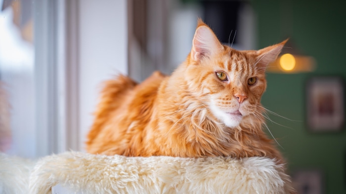 Orange Maine Coon Cat