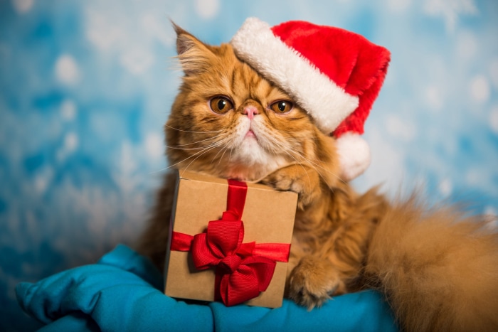 Orange Persian Cat Wearing Santa Hat with Gift