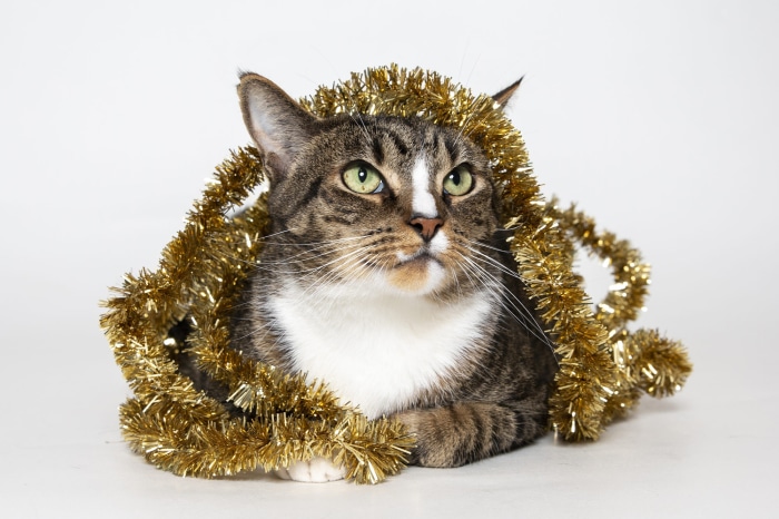 Tabby cat with gold tinsel