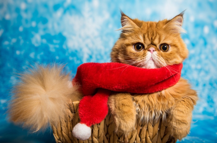 Orange Persian cat wearing a red scarf