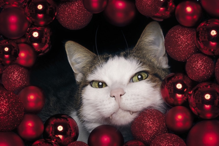 Cat peeking through red Christmas ornaments