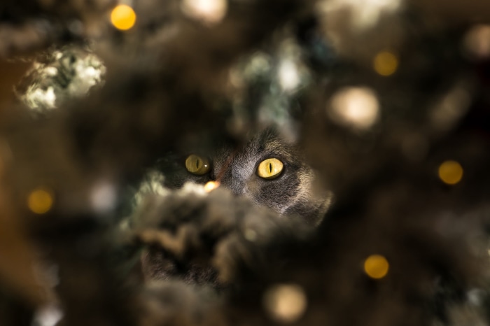 Cat's yellow eyes peering through foliage