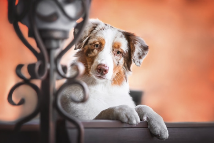 Australian Shepherd Puppy with Ornate Metalwork