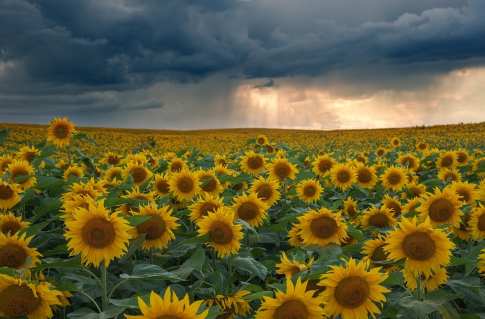 Field of Sunflowers Under Stormy Sky