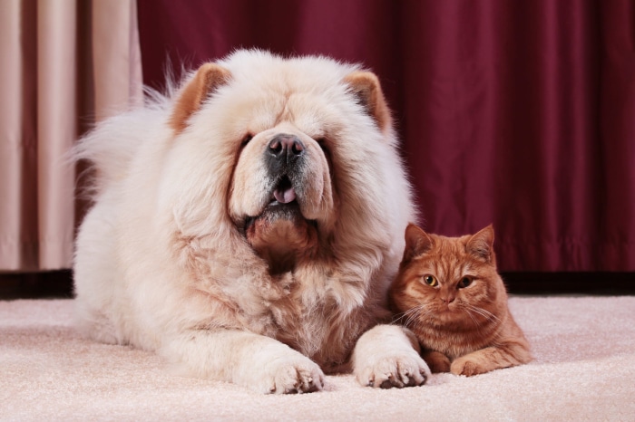Chow Chow dog and orange cat