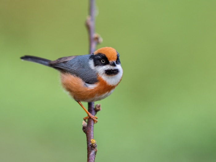 Black-throated Tit perched on a branch