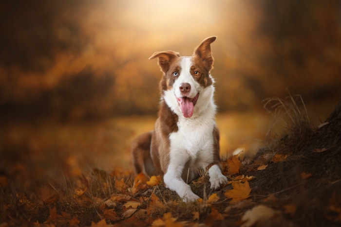 Brown and white dog with heterochromia lying in autumn leaves