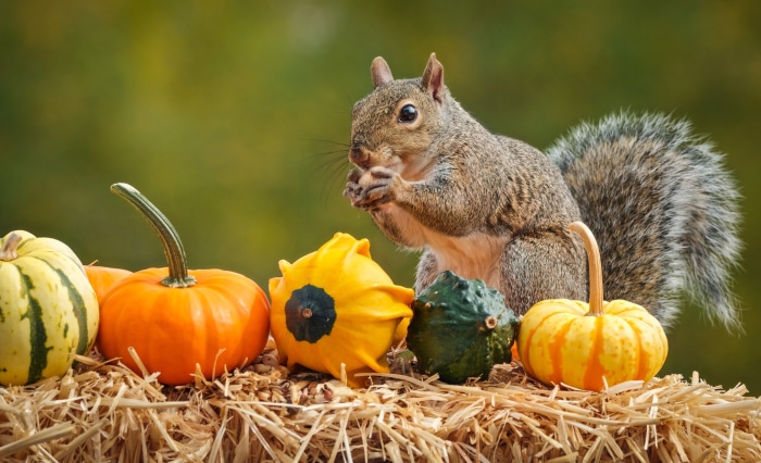 Squirrel eating nuts among pumpkins on hay