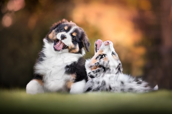 Two Australian Shepherd puppies playing