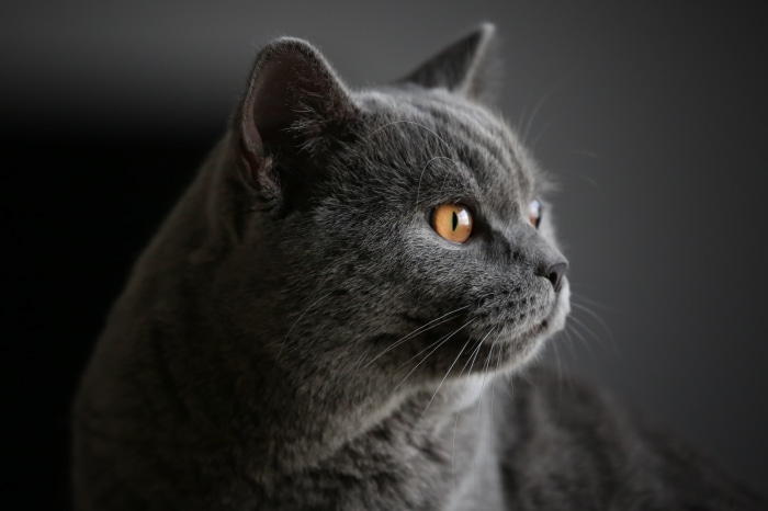 British Shorthair Cat in 4K