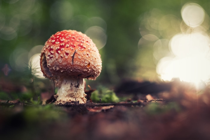 Amanita muscaria mushroom in a forest
