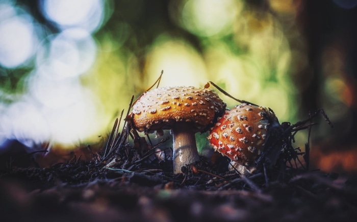 Two Fly Agaric mushrooms in forest floor