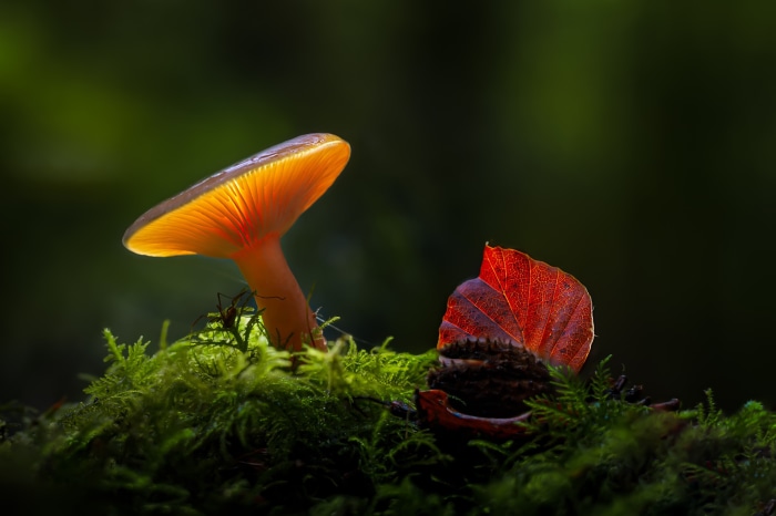 Orange mushroom on moss with red leaf