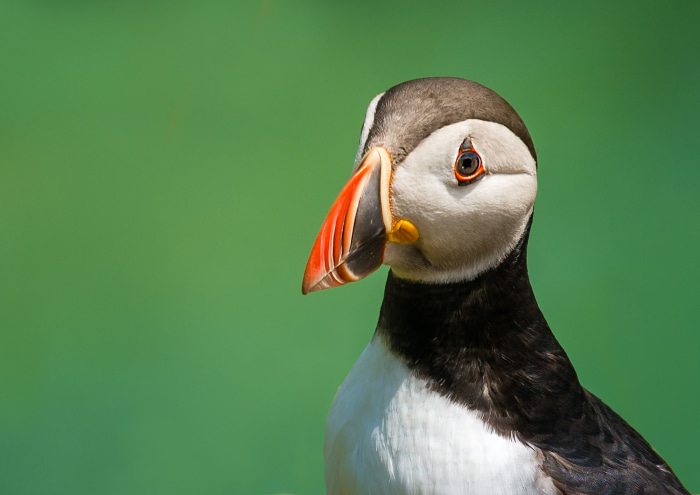 Puffin bird with colorful beak