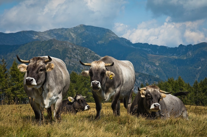 Cows in a mountain meadow
